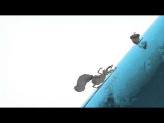 Ice Age: The Great Egg-Scapade (2016)